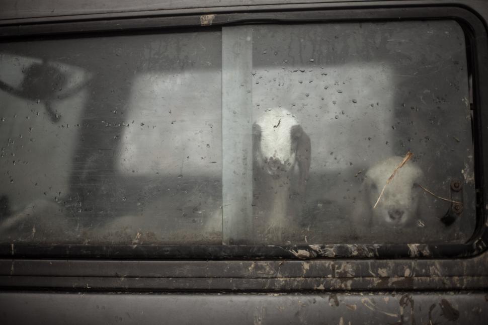 Free Image of Raindrops on the recreational vehicle\'s side window 